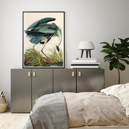 50cmx70cm Great Blue Heron By John James Audubon Black Frame Canvas Wall Art